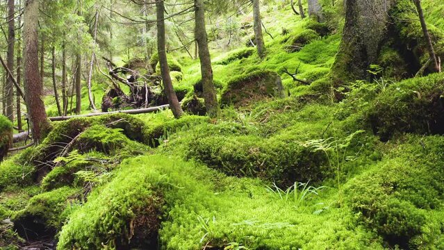Mountain Stream flowing under a gentle misty morning rays of sunlight on the old stones with bright green moss and lichen in the wild beech forest. Clean water is lit with light flares
