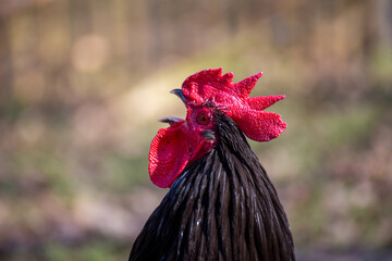 Nahaufnahme von einem schwarzen Hahn mit rotem Kamm © U. J. Alexander