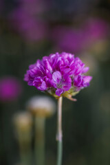 A lavender Sea Thrift ; frontal view
