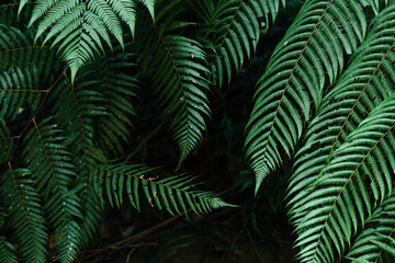 Naklejka na ściany i meble dark leaves in the forest foliage background in nature