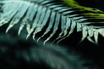 dark leaves in the forest foliage background in nature