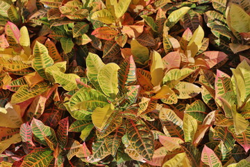 a green and red closeup croton plant view panorama © alan