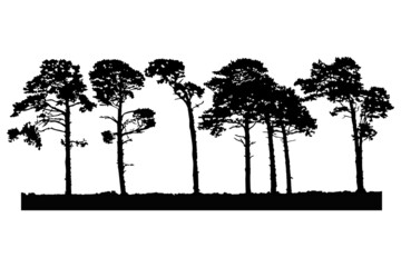 Trees silhouette isolated on white background. Pines or cedar landscape. Coniferous forest. Grove with realistic group of pine trees and grass silhouette on sea dunes. Stock vector illustration