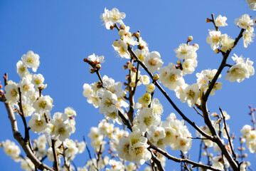 青空に映える白梅の花