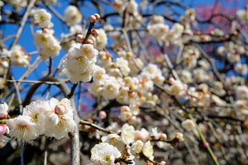 青空に映える白梅の花