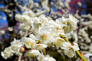 青空に映える白梅の花