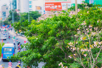 Fototapeta na wymiar Tabebuia rosea trees or Pink trumpet trees are in bloom along the road in Dien Bien Phu st, Ho Chi Minh city, Vietnam