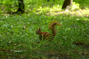 red bun in the park