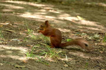red bun in the park