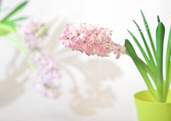 fresh pink hyacinth in a flower pot. defocused flower background. spring sale concept