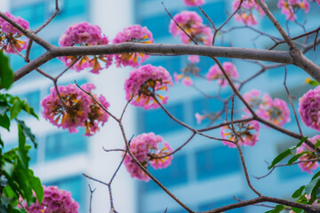 Tabebuia rosea trees or Pink trumpet trees are in bloom along the road in Dien Bien Phu st, Ho Chi Minh city, Vietnam