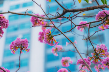 Tabebuia rosea trees or Pink trumpet trees are in bloom along the road in Dien Bien Phu st, Ho Chi Minh city, Vietnam