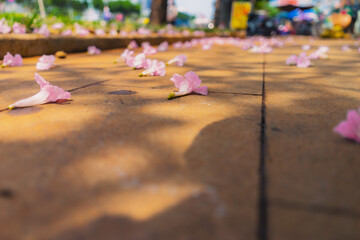 Tabebuia rosea trees or Pink trumpet trees are in bloom along the road in Dien Bien Phu st, Ho Chi...