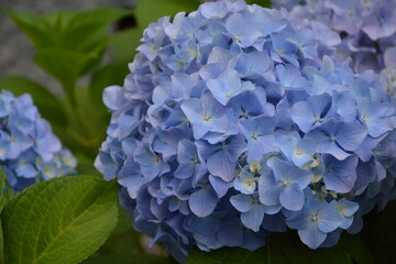 blue flowers in summer close up