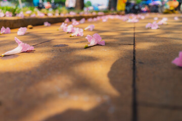 Tabebuia rosea trees or Pink trumpet trees are in bloom along the road in Dien Bien Phu st, Ho Chi Minh city, Vietnam