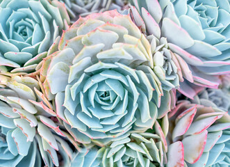 Succulent Echeveria Flower House plants Top view background