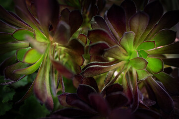 Purple leafed Aeonium (tree houseleak) sunlight