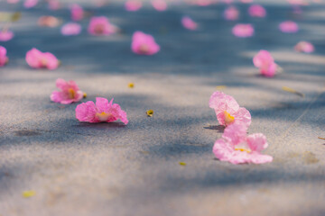 Tabebuia rosea trees or Pink trumpet trees are in bloom along the road in Dien Bien Phu st, Ho Chi Minh city, Vietnam