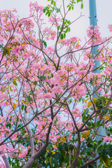 Tabebuia rosea trees or Pink trumpet trees are in bloom along the road in Dien Bien Phu st, Ho Chi Minh city, Vietnam