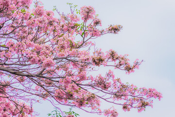 Tabebuia rosea trees or Pink trumpet trees are in bloom along the road in Dien Bien Phu st, Ho Chi...