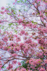 Tabebuia rosea trees or Pink trumpet trees are in bloom along the road in Dien Bien Phu st, Ho Chi Minh city, Vietnam