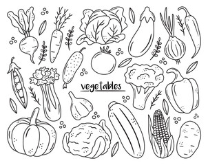 Set of black outline vegetable icons. Hand drawn drawings of carrot, cabbage, broccoli, corn, pumpkin. Sketch food illustration. Doodle silhouettes of harvest elements