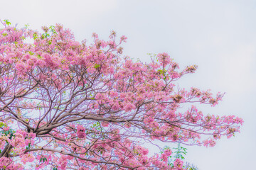 Tabebuia rosea trees or Pink trumpet trees are in bloom along the road in Dien Bien Phu st, Ho Chi Minh city, Vietnam