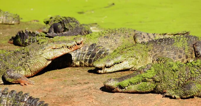 Saltwater Crocodile. Farming and wildlife tourism, Australia and South East Asia