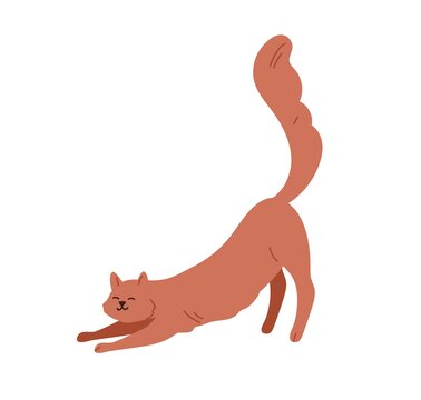Cute cat stretching itself on front paws with tail raised up. Happy funny kitty. Feline animal. Adorable smiling kitten. Flat vector illustration isolated on white background