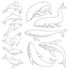 Whale and dolphin black white set. Jumping playful sea aquatic animal sketch line doodle vector Illustration.