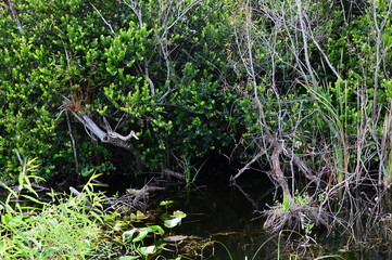 Sumpf Landschaft im Everglades National Park, Florida