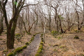 dreary winter forest with path