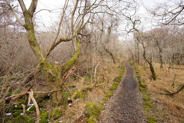 dreary winter forest with path