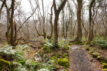 Fototapeta na wymiar fern and old trees in winter forest