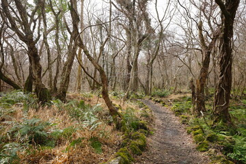 Fototapeta na wymiar dreary winter forest with path