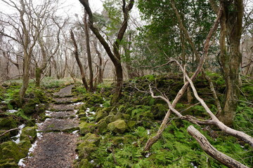 fern and old trees in winter forest