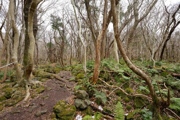 fern and old trees in winter forest