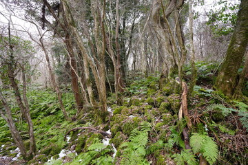 mossy rocks and bare trees in winter forest