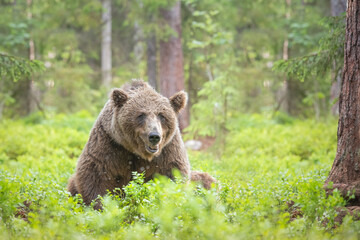 Fototapeta na wymiar Big brown bear (Ursus arctos) is sitting in the summer forest