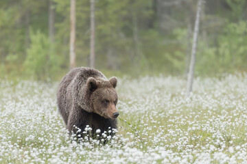 Brown bear (Ursus arctos) walking on a Finnish bog on a sunny summer evening