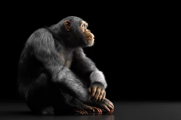 Schilderijen op glas Chimpanzee monkey sitting portrait on black © Photocreo Bednarek
