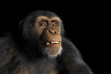 Chimpanzee monkey portrait on black