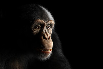 Chimpanzee monkey face portrait on black