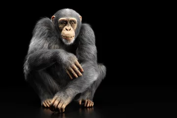 Foto op Plexiglas Chimpanzee monkey sitting portrait on black © Photocreo Bednarek