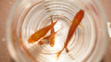 little gold fish on the glass