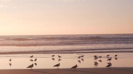 Seagull birds by ocean water on beach, sea waves at sunset in California, USA. Flock or colony of avian on coast littoral sand of pacific shore, many sea gulls and seascape at sundown on Mission beach