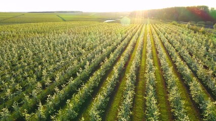 Top view of orchard with flowering trees on a sunny day.  Filmed in 4k video.