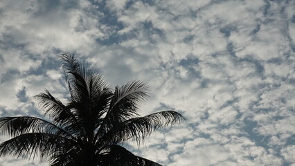 Fototapeta na wymiar coconut tree and cloudy sky