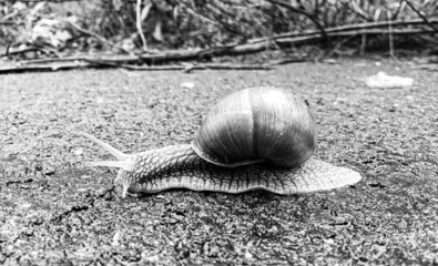 Big garden snail in shell crawling on wet road hurry home
