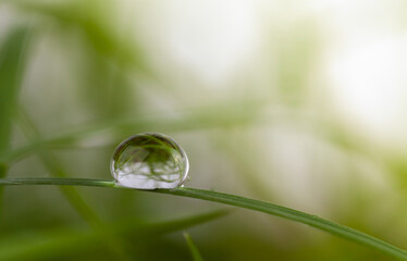 one drop dew on green grass in the morning with fog.